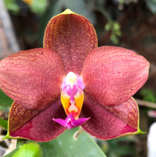 Original orchid phal for sale  Boca Raton