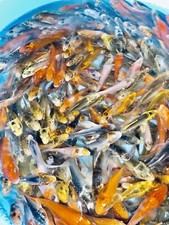 Lot assorted standard for sale  Lima