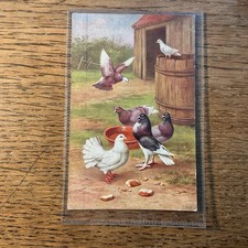 Pigeons doves vintage for sale  PRESTEIGNE