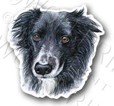 Border collie dog for sale  Grove City