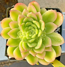 Echeveria lucidum roman for sale  Jacksonville