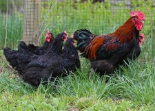 Black copper marans d'occasion  Expédié en Belgium