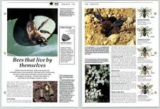 Bees live insects for sale  SLEAFORD