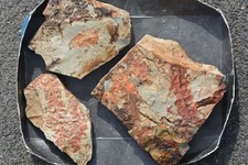 Rar fossilien perm gebraucht kaufen  Völklingen