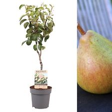 Pear fruit tree for sale  GLASGOW