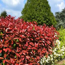 Photinia red robin usato  Valmacca