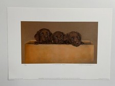 Chocolate labrador puppy for sale  HELENSBURGH