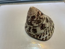 Fabulous Giant Niloticus Trochus Seashell - 8,5cm de altura comprar usado  Enviando para Brazil