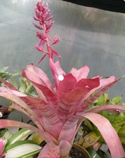 Bromeliad aechmea flamingo for sale  USA