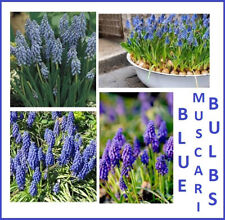 Blue muscari bulbs for sale  Owego