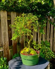 Bonsai mount serissa for sale  Bonita Springs