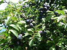 Blackthorn shrub ideal for sale  LLANELLI