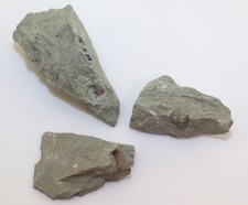 Wirbel knochen sauropterygia gebraucht kaufen  Weeze