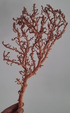 Curiosité taxidermie superbe d'occasion  Montpellier-