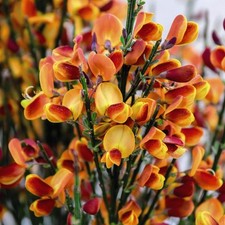 Cytisus lena 9cm for sale  UK