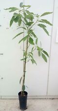 Pianta avocado vaso usato  Altamura