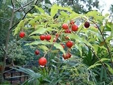 cherry fruit tree for sale  USA