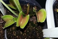 Pianta carnivora dionaea usato  Grumo Appula