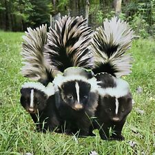 Realistic skunks stake for sale  Amelia Court House