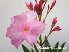 Leander mrs swanson gebraucht kaufen  Elchesheim-Illingen