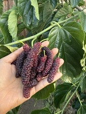 Pakistan mulberry organic for sale  San Jose