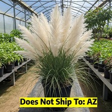 White pampas grass for sale  Miami