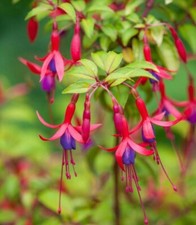Fuchsia genii hardy for sale  ST. LEONARDS-ON-SEA
