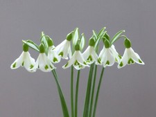 Galanthus trymposter for sale  UK