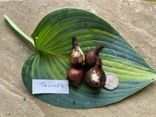 Galanthus trumps snowdrop for sale  CHORLEY