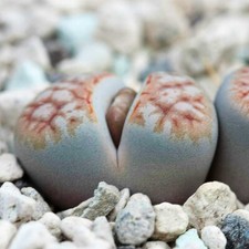 Lithops karasmontana mickberge for sale  GODALMING