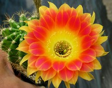 Cactus cactus lobivia usato  Spedire a Italy