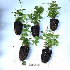 cascade hops for sale cascade hops for sale Fenton