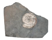 Lias arietites ammonit gebraucht kaufen  Erlangen