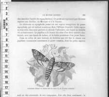 G730 gravure acherontie d'occasion  Amiens-
