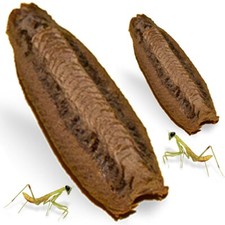Carolina praying mantis for sale  Somers
