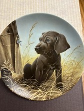 puppies weimaraner for sale  Staten Island