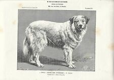 Stampa antica cane usato  Lecco