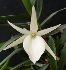 Angraecum didieri species d'occasion  Paris XV
