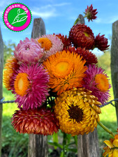 Strohblume bunt mix gebraucht kaufen  Tittmoning