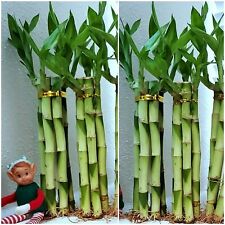 Lucky bamboo healthy for sale  Houston