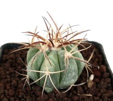 Echinocactus horizonthalonius  usato  Napoli