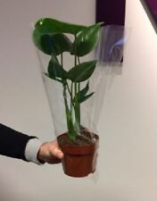 Swiss cheese plant for sale  HAILSHAM
