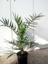 Pianta phoenix canariensis usato  Altamura
