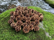 Pine cones red for sale  Fayette