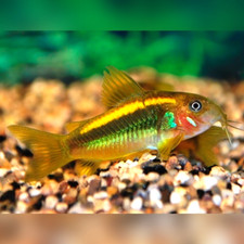 corydoras d'occasion corydoras d'occasion Expédié en Belgium