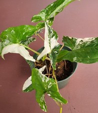 Syngonium arrowhead vine for sale  Saint Petersburg