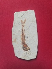 Versteinerter fisch fossil gebraucht kaufen  Leipzig