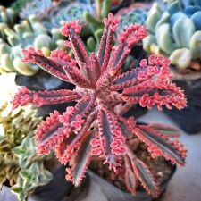 Kindel kalanchoe pink gebraucht kaufen  Parey