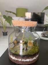 Terrario piante terrarium usato  Villaspeciosa