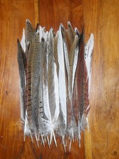 Unusual cock pheasant for sale  ABERDEEN